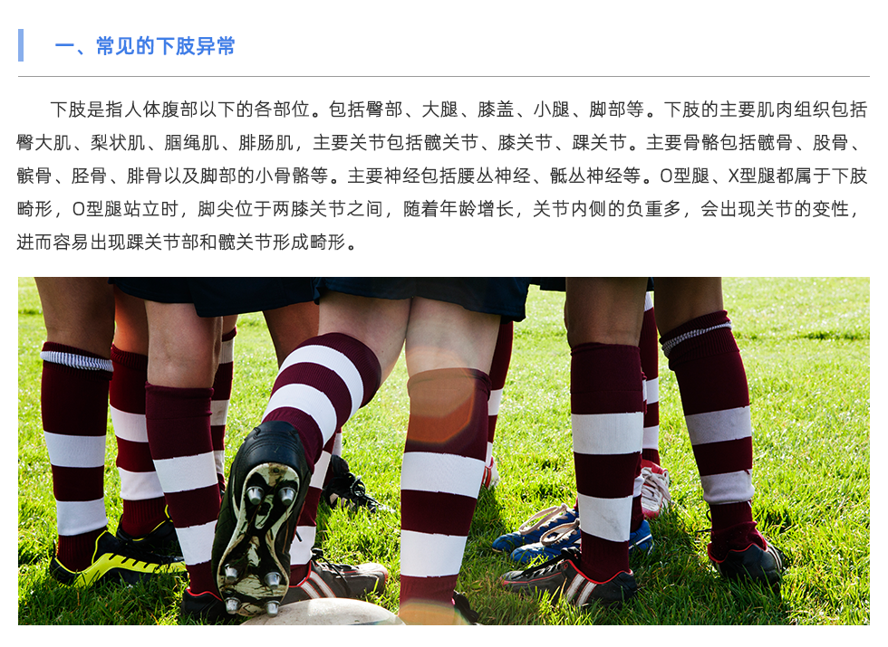 下肢是指人體腹部以下的各部位。包括臀部、大腿、膝蓋、小腿、腳部等。下肢的主要肌肉組織包括臀大肌、梨狀肌、腘繩肌、腓腸肌，主要關節(jié)包括髖關節(jié)、膝關節(jié)、踝關節(jié)。主要骨骼包括髖骨、股骨、髕骨、脛骨、腓骨以及腳部的小骨骼等。主要神經包括腰叢神經、骶叢神經等。O型腿、X型腿都屬于下肢畸形，O型腿站立時，腳尖位于兩膝關節(jié)之間，隨著年齡增長，關節(jié)內側的負重多，會出現關節(jié)的變性，進而容易出現踝關節(jié)部和髖關節(jié)形成畸形。